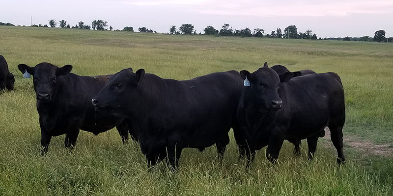 registered-angus-cattle-for-sale-in-tennessee